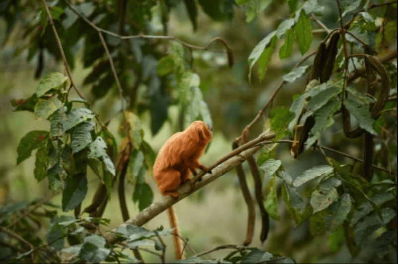 Röd lejonapa Golden Lion Tamarin Ecological Park