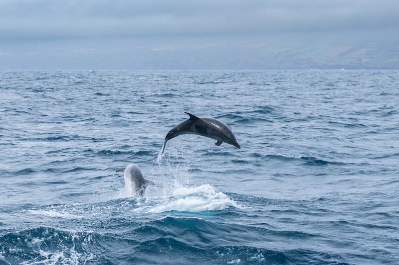 Delfiner Azorerna