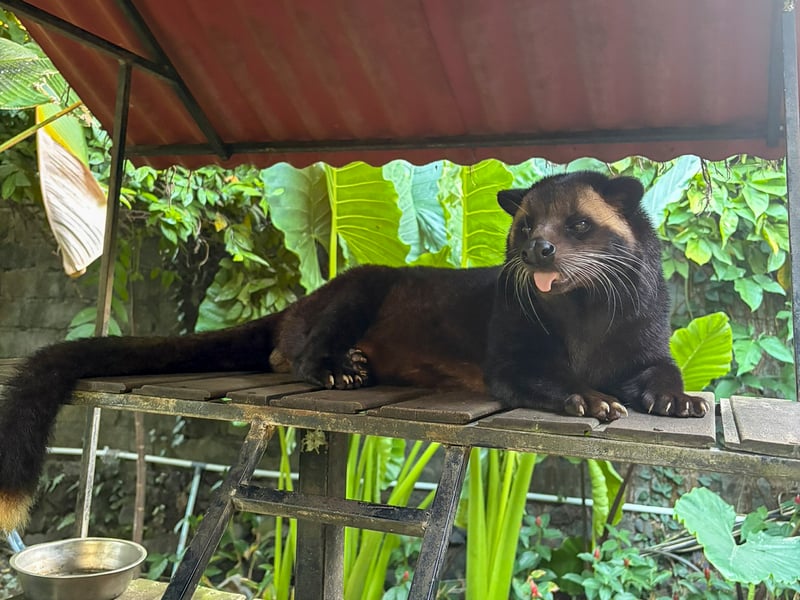 Palmmård Kopi Luwak-anläggning