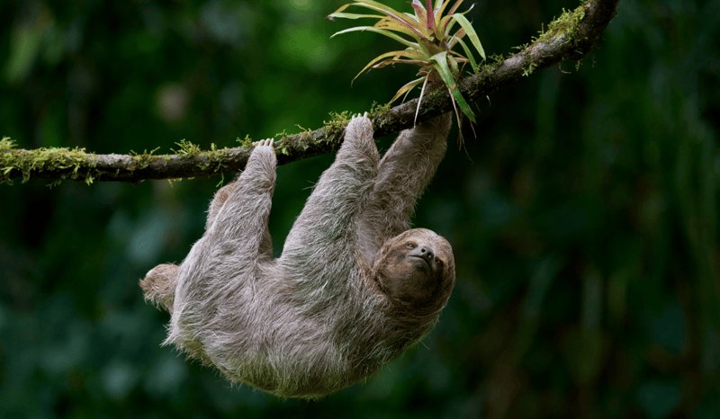 Sloth World i USA stängs ner!