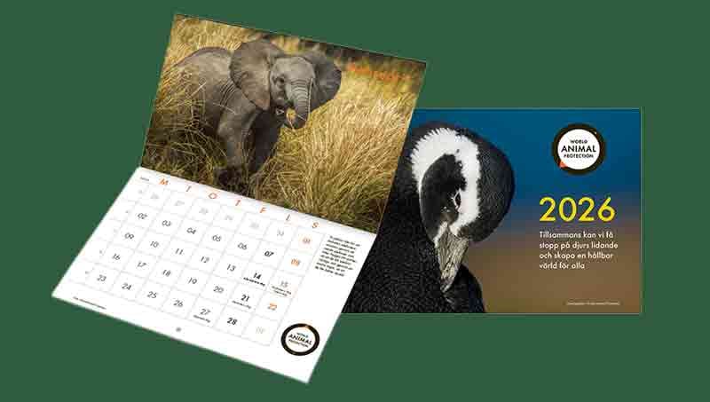 Ge en gåva på minst 130 kronor och få vår kalender som tack.