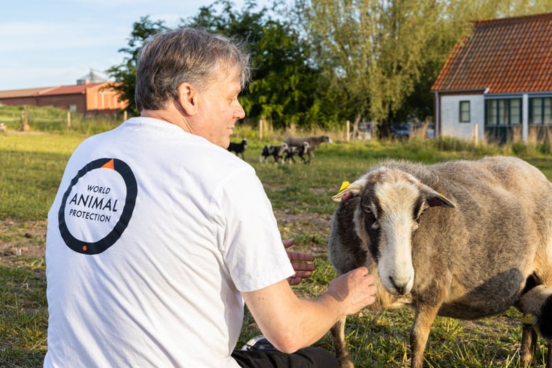 Roger klappar ett får.