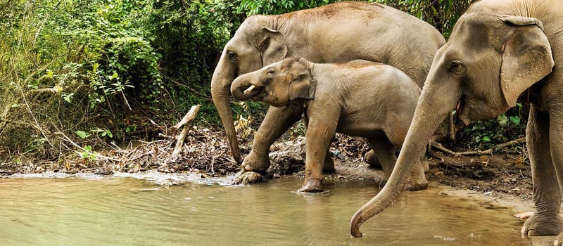 World Animal Protection Sverige