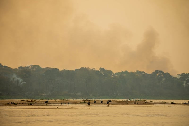 Köttindustrins bränder hotar miljontals djur i Brasilien