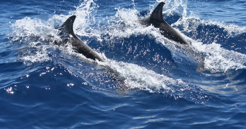 Wild dolphins