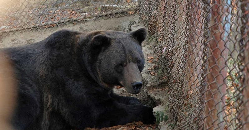 Baloo