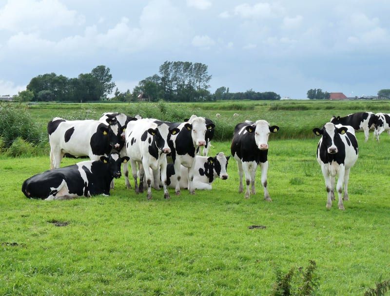 Free rang dairy cows