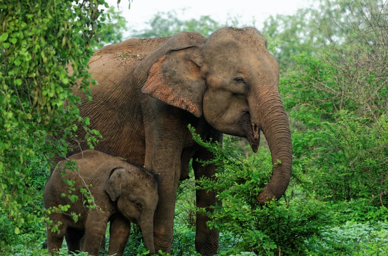 Elephants in the wild