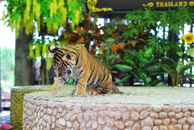 Tiger i fångenskap 