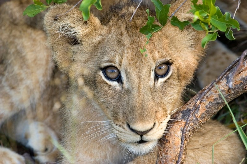 Lejonunge på Kruger nationalpark i Sydafrika
