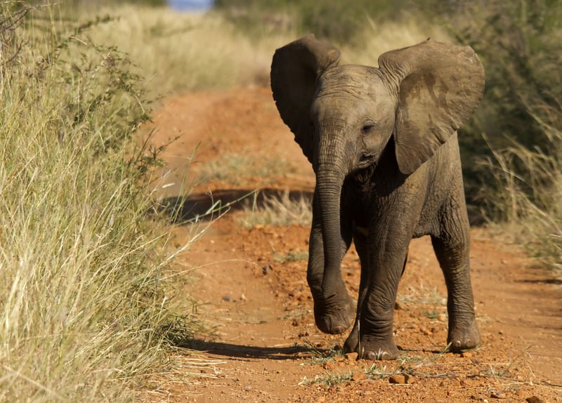 World Animal Protection Sverige blev årets insamlingsorganisation