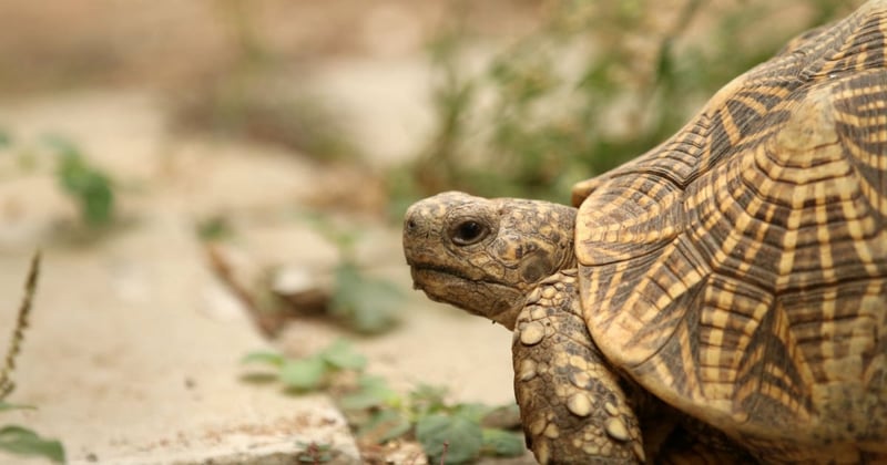 Why you shouldn't give exotic pets as gifts this holiday season