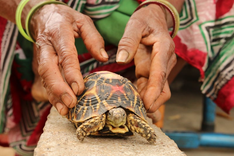 Exotiska husdjur - Stjärnsköldpadda - World Animal Protection Sverige