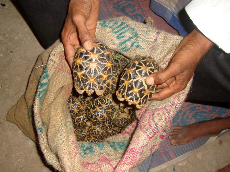 Unga stjärnsköldpaddor packas i säckar för att smugglas ut ur Indien.
