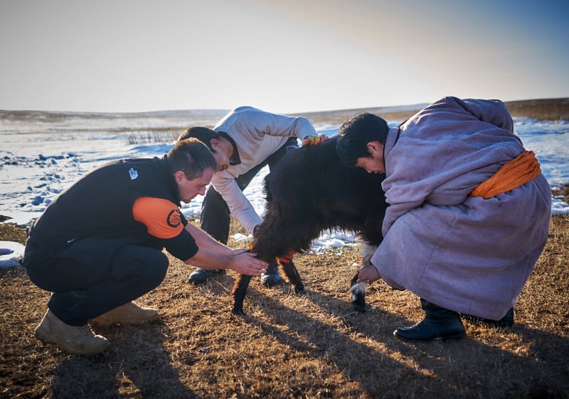 Katastrofhjälp åt djuren i Argentina och Mongoliet