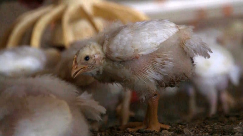 Djurskyddsorganisation uppmanar KFC till bättre djurvälfärd på Djurens Dag