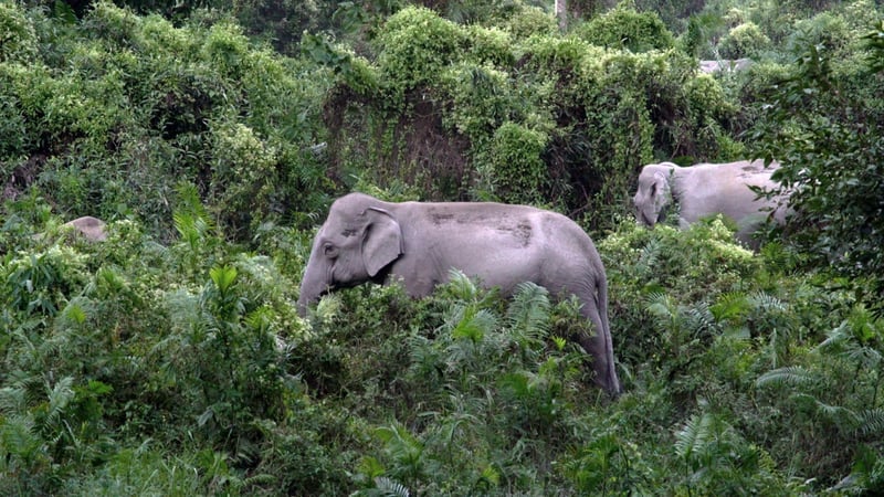 Elephants walking in the forest