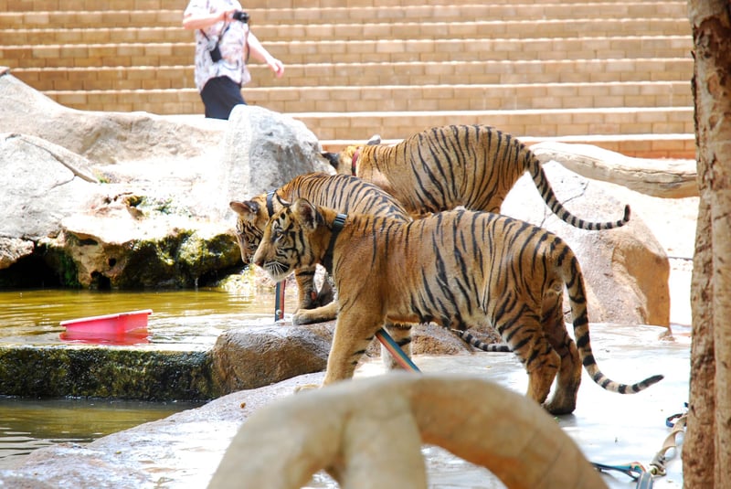Thailands ökända tigertempel planerar nyöppning under nytt namn