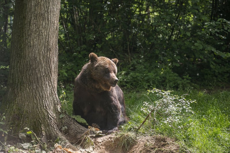 World Animal Protection Sverige har fått fyra ambassadörer