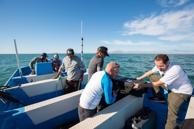 Hope for vaquitas