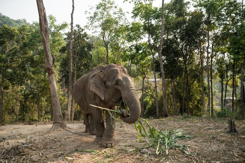 Olifanten bij Happy Elephant Care Valley