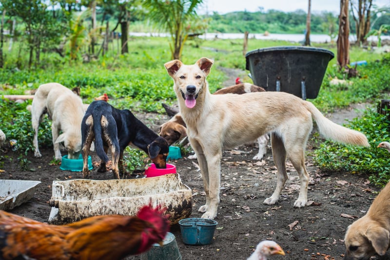 Costa Rica: Här får hungriga djur mat efter översvämningarna