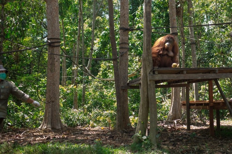 Orangutanger som räddats från turistindustrin eller från ett liv som husdjur kan inte alltid klara sig ensamma i naturen.