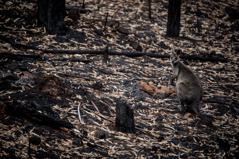 Genoprettelsen af den australske natur kan tage årevis, alt imens tusindvis af dyr har mistet deres hjem og skal finde nye leveområder.
