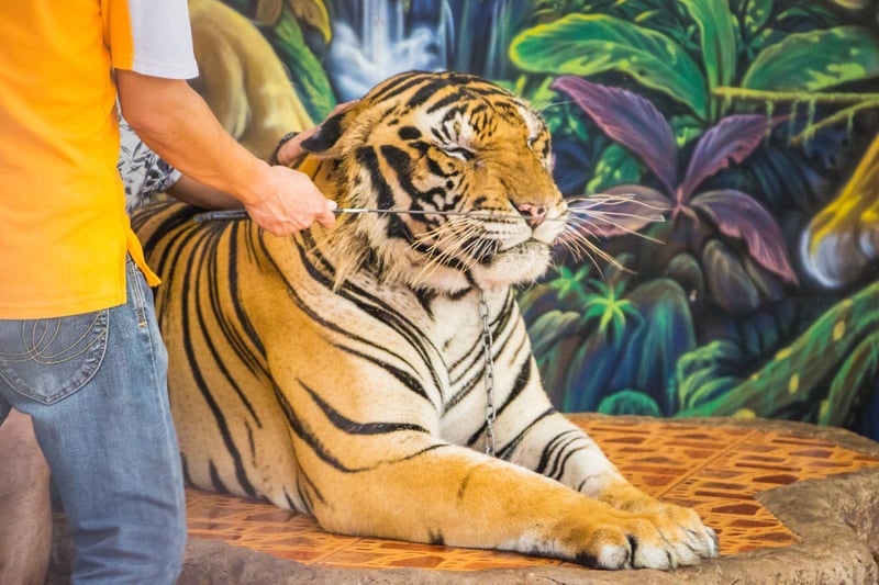 Tiger i fångenskap
