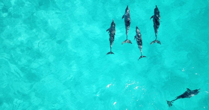Pictured: Dolphins belong in the wild. Credit Line: Courtnie Tosana