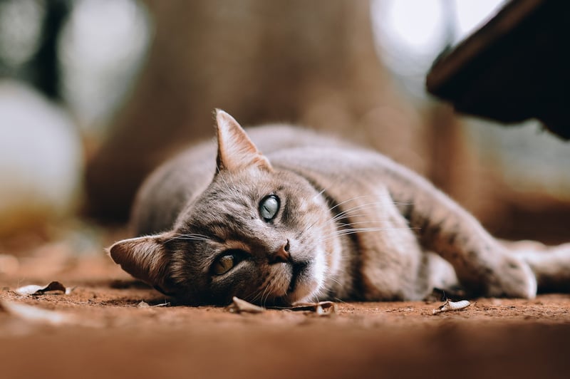 Cat lying down