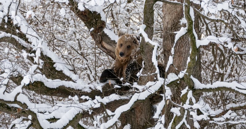A bear in the snow at the sanctuary