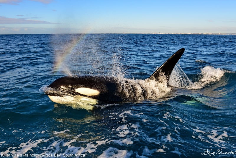 Orca in the wild