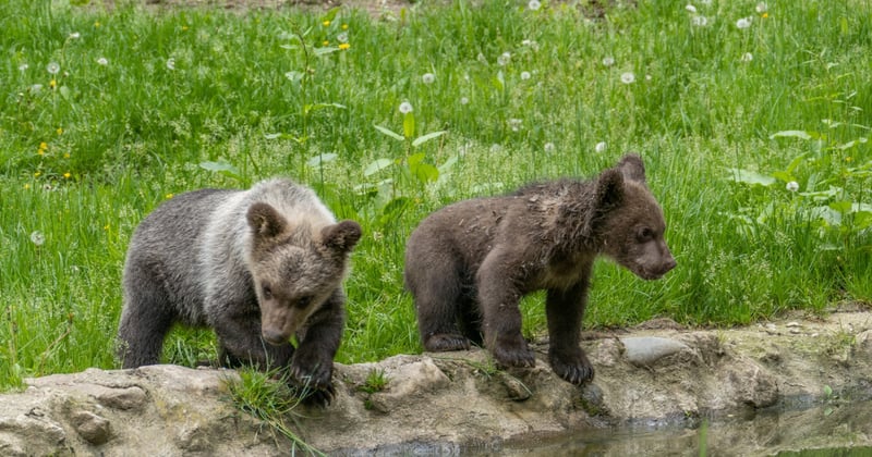 bears