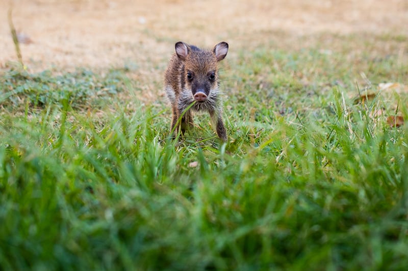 Xamá och Naurú räddade efter bränderna i Brasilien