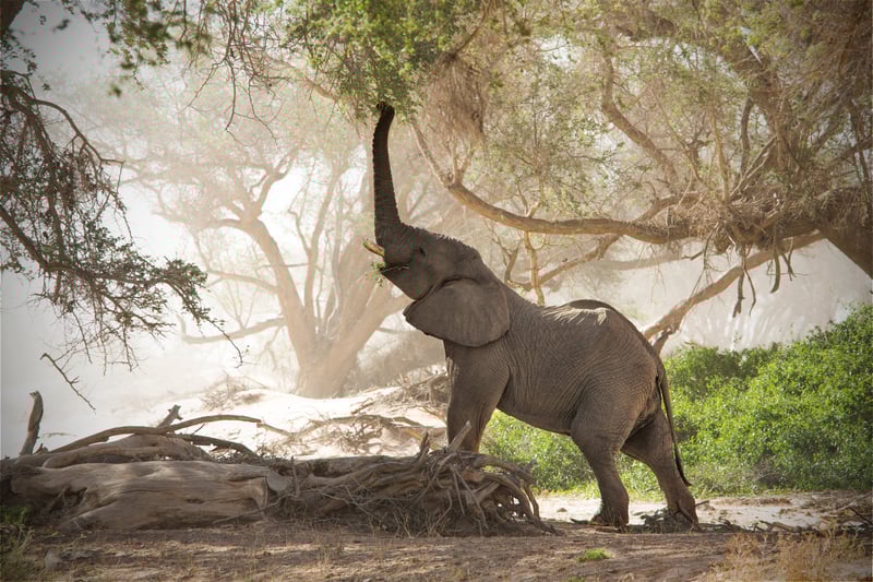 Elefant i det vilda