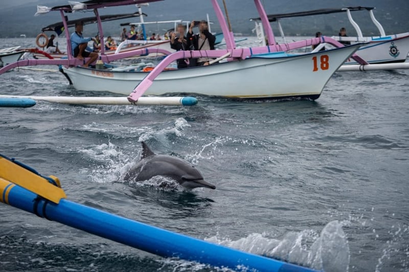 dolphins bali