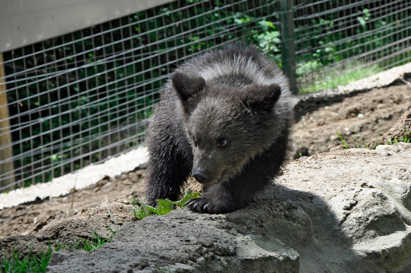 bear, Romania