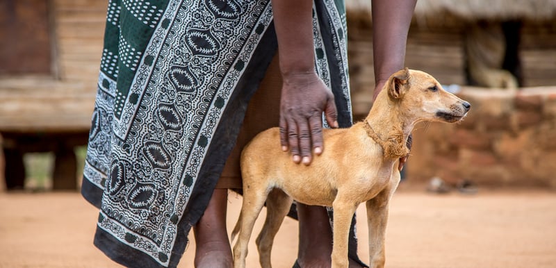 Hunden Bruno är en självklar del av familjen