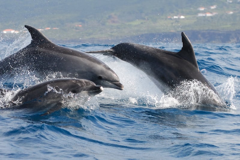 Three bottlenose dolphins off the coast of Azores, Portugal.