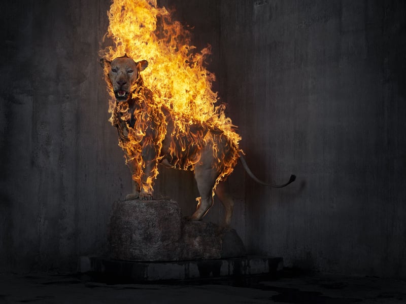 Dramatiska bilder i utställningen Residence of Impermanence på Fotografiska