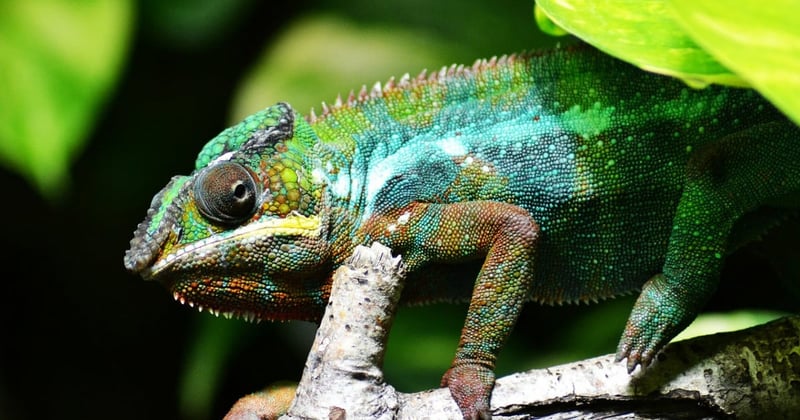 Reptiles as pets? Camouflage, complex behaviour and family life
