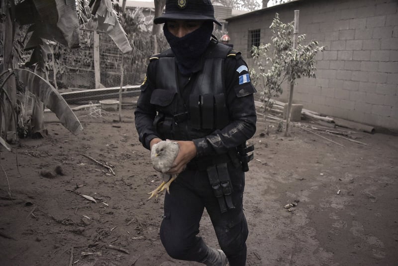Tusentals djur behöver vår hjälp efter vulkanutbrott i Guatemala