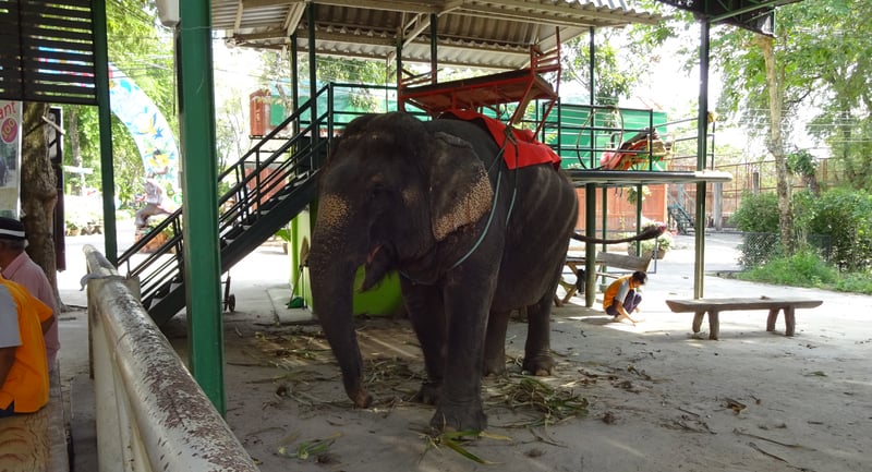 Ögonvittnesskildring om en elefants lidande
