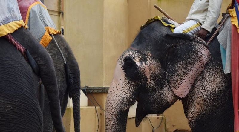 Elephants at Amber Fort in India