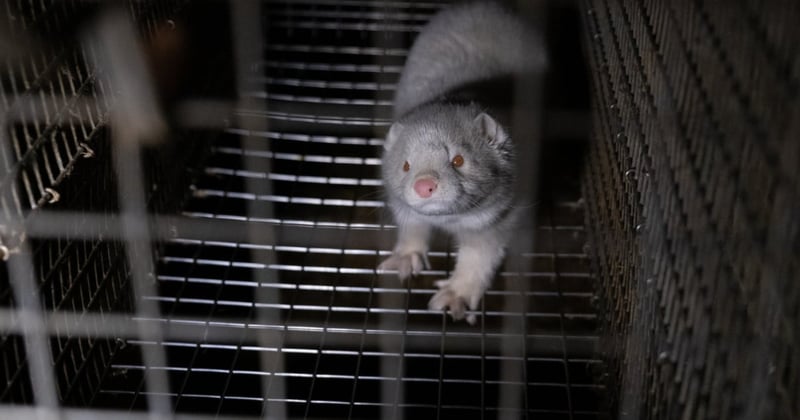 Mink