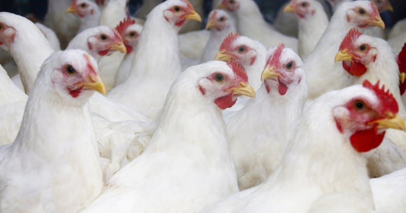 Broiler chicken