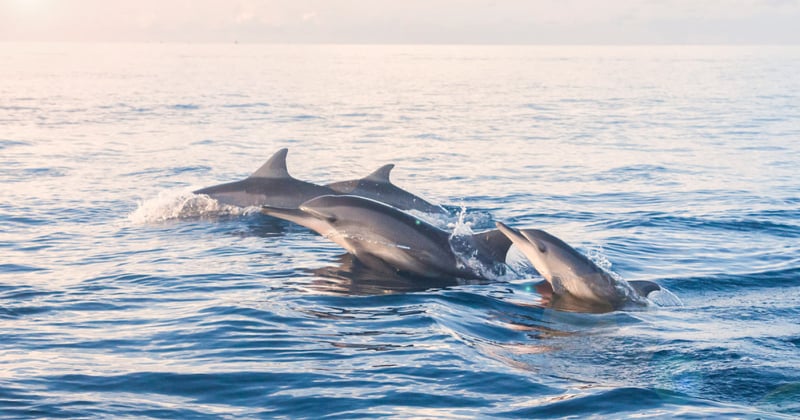 dolphins swimming in the ocean