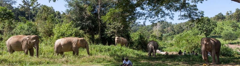 Boon Lott's Elephant Sanctuary
