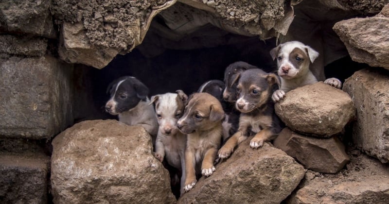 Rabies, online collecte